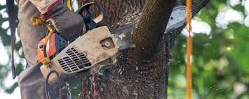 Best Emergency Tree Removal  in Conyngham, PA