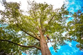 Conyngham, PA  Tree Services Company