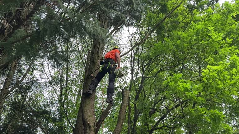 Best Tree Preservation Services  in Conyngham, PA