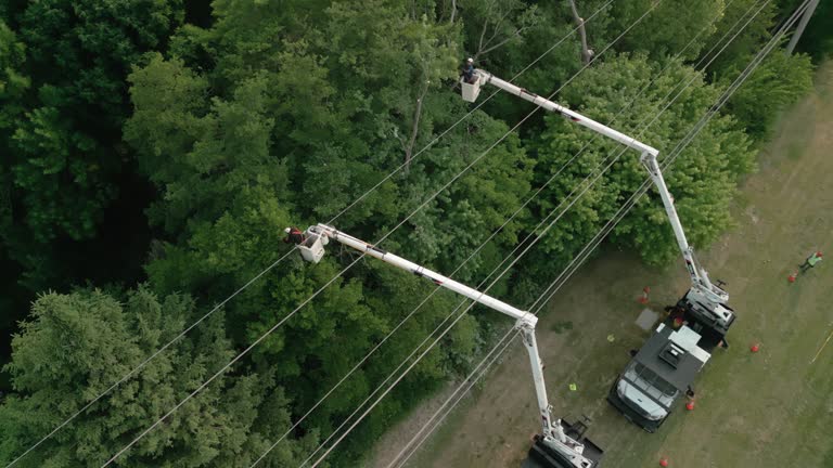 Best Seasonal Cleanup (Spring/Fall)  in Conyngham, PA