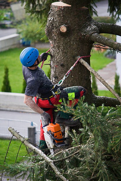 Best Hedge Trimming  in Conyngham, PA