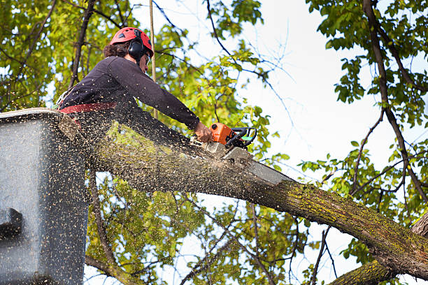 Best Tree Cabling and Bracing  in Conyngham, PA